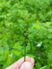 Carex cephaloidea