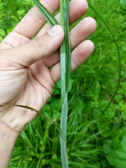 Carex cephaloidea