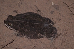 Rhinella major