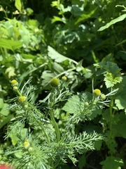 Matricaria discoidea