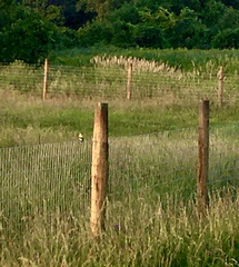 Spinus tristis tristis