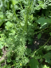 Matricaria discoidea