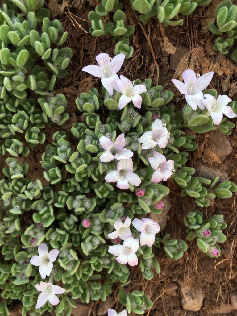Kurzamra pulchella