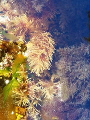 Abietinaria