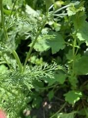 Matricaria discoidea