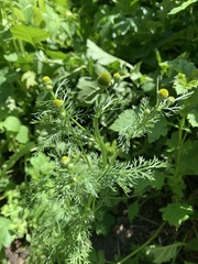 Matricaria discoidea