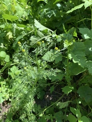 Matricaria discoidea