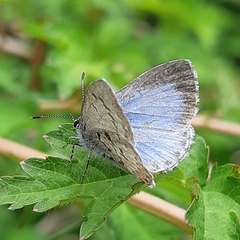 Celastrina lucia