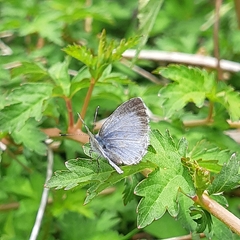 Celastrina lucia