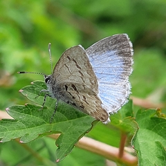 Celastrina lucia