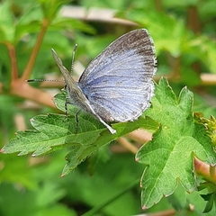 Celastrina lucia