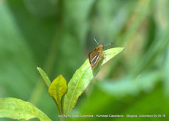 Ancyloxypha melanoneura