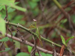 Stagmomantis nahua