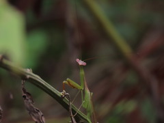 Stagmomantis nahua