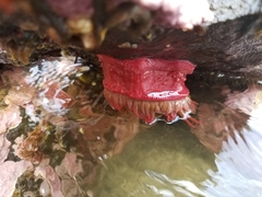 Cribrinopsis albopunctata