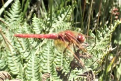 Sympetrum illotum