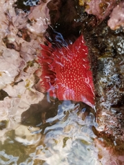 Cribrinopsis albopunctata