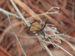 Calopteron terminale