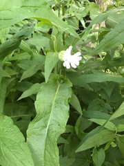 Silene latifolia