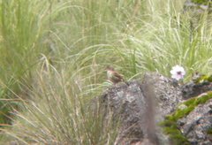 Xenospiza baileyi