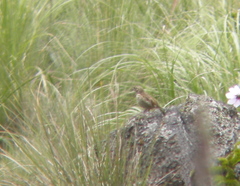Xenospiza baileyi