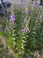 Campanula rapunculoides