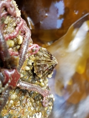 Puncturella cucullata