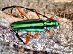 Mionochroma vittatum