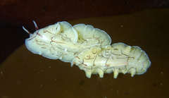Eurylepta californica