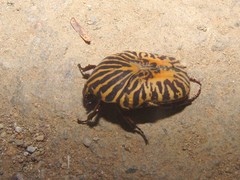 Gymnetis stellata