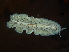 Eurylepta californica
