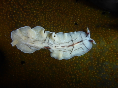 Eurylepta californica