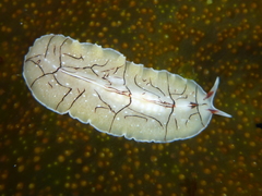 Eurylepta californica