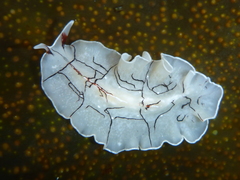 Eurylepta californica