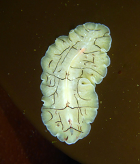 Eurylepta californica