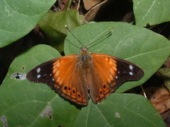 Asterocampa idyja argus