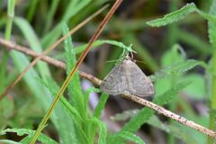 Anania fuscalis