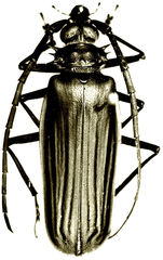 Derobrachus sulcicornis