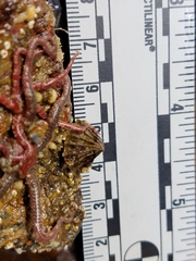 Puncturella cucullata