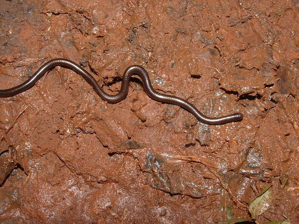 Black Blind Snake