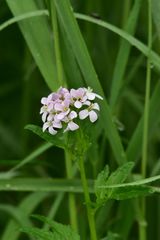 Cardamine macrophylla