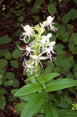 Habenaria quinqueseta