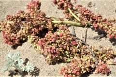 Rumex crassus