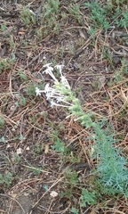 Ipomopsis aggregata candida