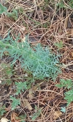 Ipomopsis aggregata candida