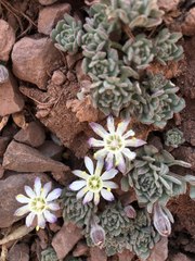 Malesherbia lactea (Malesherbia lactea)