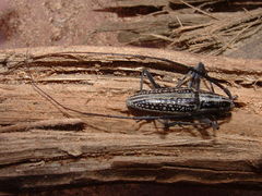 Ptychodes taeniotoides