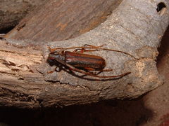Amphelictus bicolor