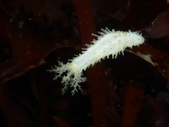 Eupentacta quinquesemita