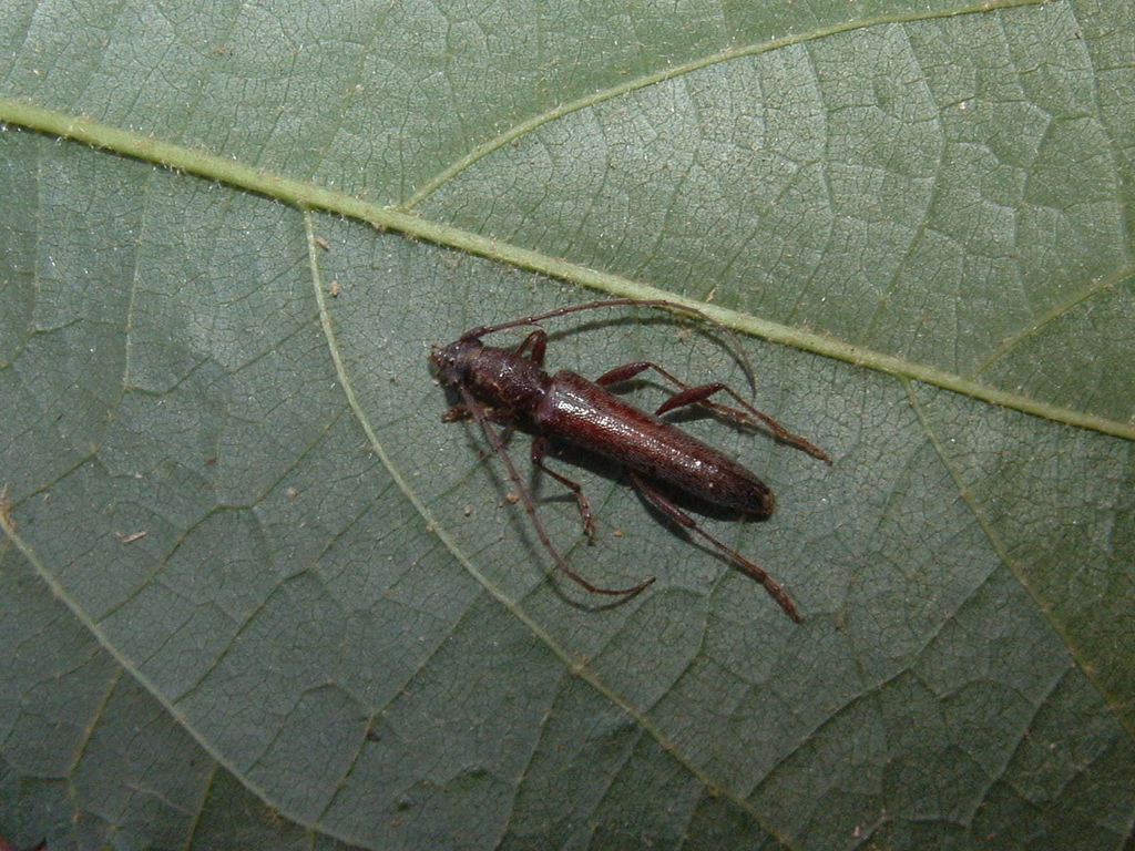 Aneflomorpha semirufa